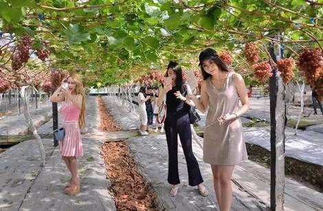 繽紛葡萄節(jié)，打響彭山旅游第一炮！