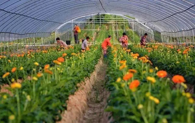 【城會(huì)玩】比鼓還要大的象棋見過(guò)沒(méi)？