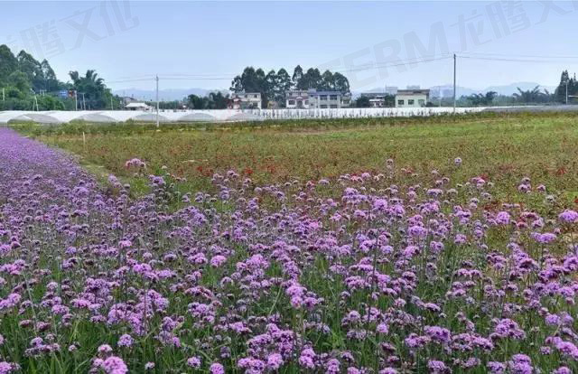 【城會(huì)玩】比鼓還要大的象棋見過(guò)沒(méi)？