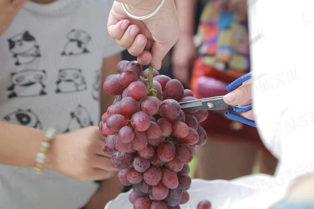 彭山葡萄節(jié)活動(dòng)策劃_葡萄節(jié)活動(dòng)_城市節(jié)日活動(dòng)策劃_地方特色活動(dòng)策劃