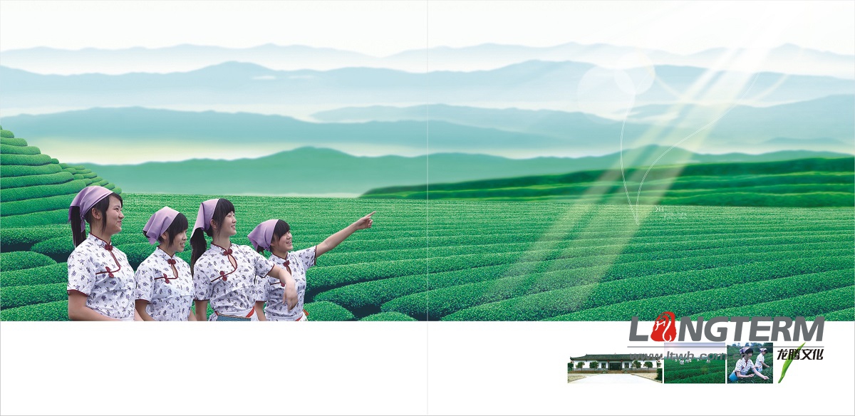 文君茶公司形象宣傳畫冊設(shè)計