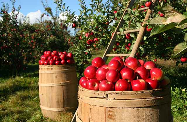 如何才能做好農(nóng)產(chǎn)品品牌營(yíng)銷策劃案？