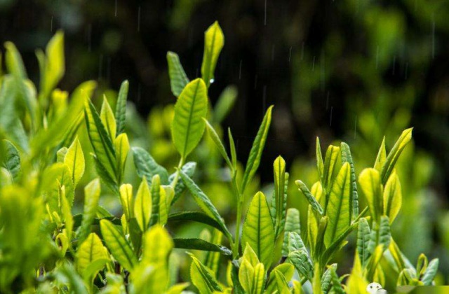 四川省樂山市馬邊彝族自治縣農(nóng)業(yè)農(nóng)村局制作馬邊綠茶宣傳片