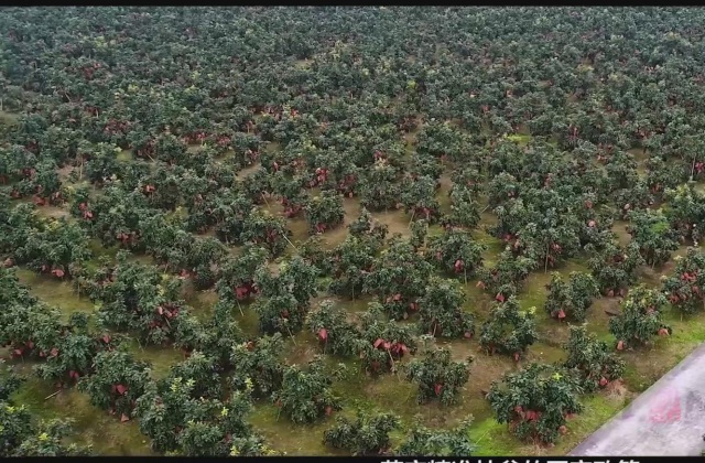 湖熟街道和平村鄉(xiāng)村振興視頻制作項(xiàng)目_中華人民共和國鄉(xiāng)村振興促進(jìn)法宣傳片