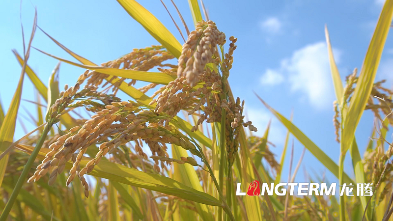 達(dá)州提質(zhì)培優(yōu)典型案例宣傳片拍攝什么是重點