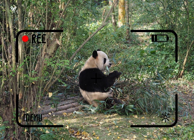 錄制成都市生物多樣性 (野生動(dòng)植物 )保護(hù)宣傳片項(xiàng)目